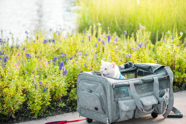 Yellow Persian Cat is in a trolley bag. The grassland area on the meadow that is sunny in summer - Photo, Image