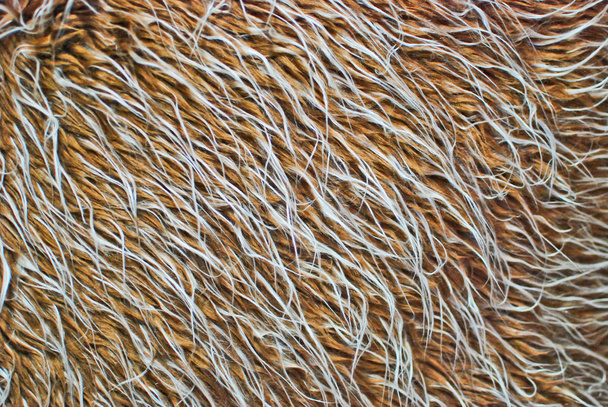 Текстура коричневого и белого меха крупным планом
 - Фото, изображение