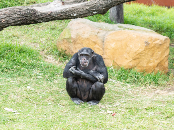 Uno dei Nostri più stretti parenti viventi con gruppi altamente intelligenti e altamente politici che si chiama Lo Scimpanzé - Foto, immagini