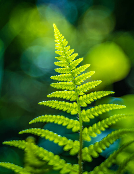 A vertical shot of fresh green fern leaf on blurred background - Foto, Imagem