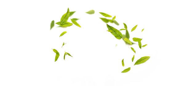 Vista explotada de hojas voladoras de hojas de menta verde cayendo en el aire sobre fondo blanco. Concepto de levitación alimentaria - Foto, Imagen
