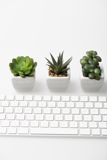 kleine groene planten en computer toetsenbord op wit - Foto, afbeelding