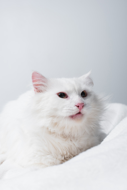 fluffy cat on soft blanket isolated on grey  - Фото, зображення