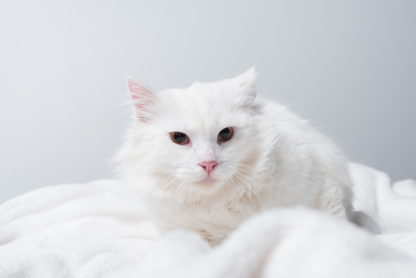 fluffy cat on soft white blanket isolated on grey  - Zdjęcie, obraz