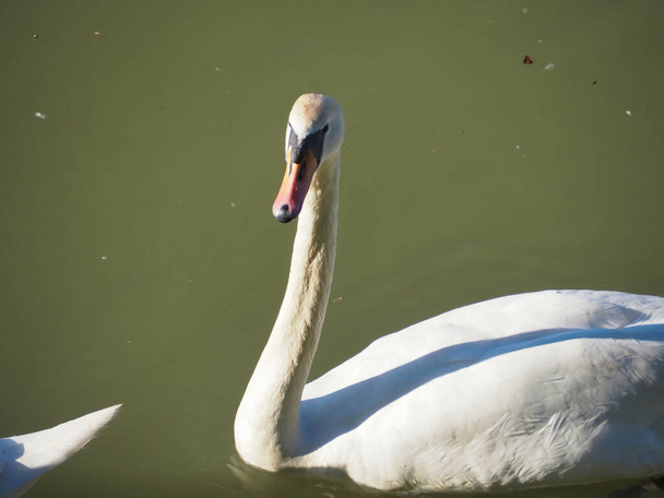 The beautiful portrait of a white swan swimming in pond - Foto, immagini