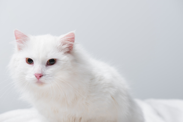 flauschige Katze auf verschwommener weicher Decke isoliert auf grau  - Foto, Bild