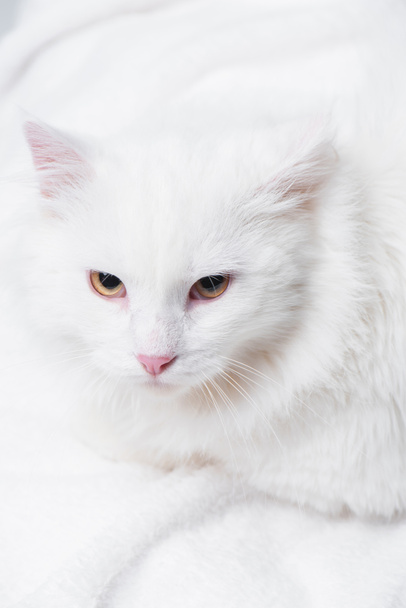 high angle view of white and fluffy cat on soft blanket  - Fotó, kép
