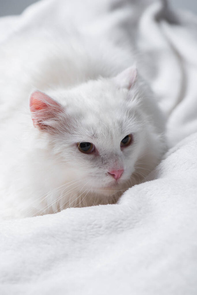 furry cat lying on soft white blanket - Фото, зображення