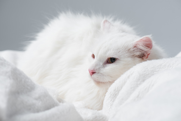 Yumuşak battaniyede dinlenen tüylü kedi gri üzerinde izole edilmiş.  - Fotoğraf, Görsel