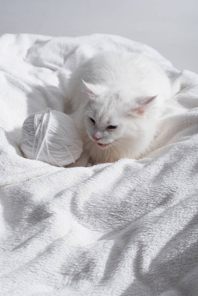 bolyhos macska közel kusza golyó cérna -on puha takaró elszigetelt -on szürke - Fotó, kép