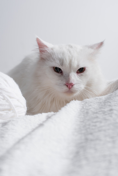 white cat near tangled ball of thread on soft blanket isolated on grey  - Фото, изображение