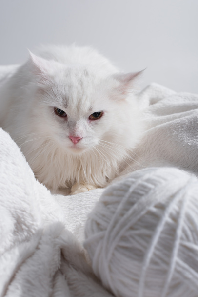 bílá kočka poblíž rozmazané a zamotané koule nitě na měkké dece izolované na šedé  - Fotografie, Obrázek