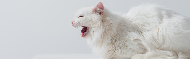 gatto peloso che emette un suono miagolio isolato su grigio, banner - Foto, immagini