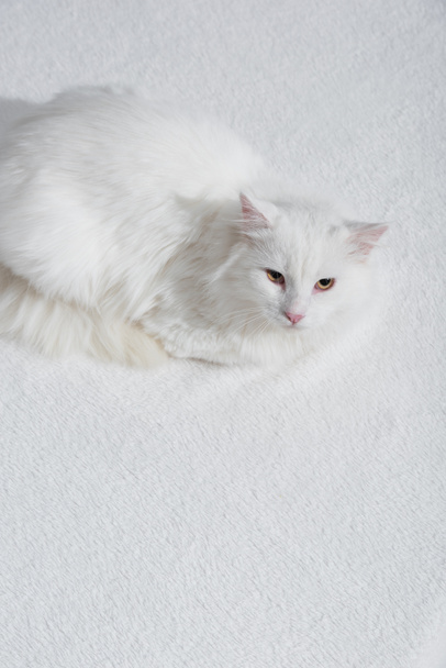 high angle view of domestic furry cat on white and soft blanket  - Photo, Image