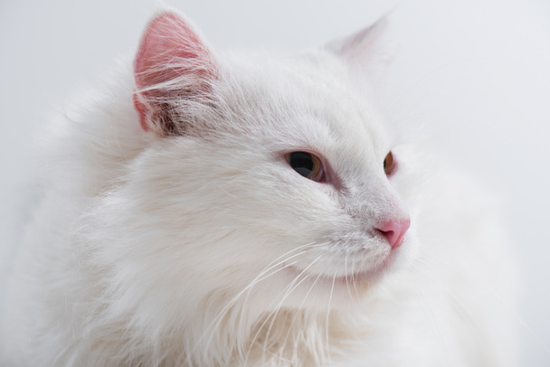 white and domestic cat isolated on white - Foto, immagini
