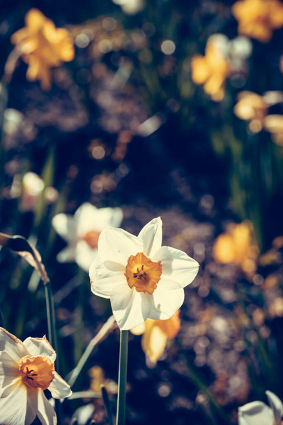 緑に咲く水仙の花の垂直ショット - 写真・画像