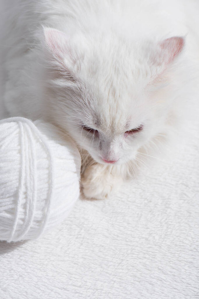 top view of white domestic cat near tangled ball of thread - Foto, imagen