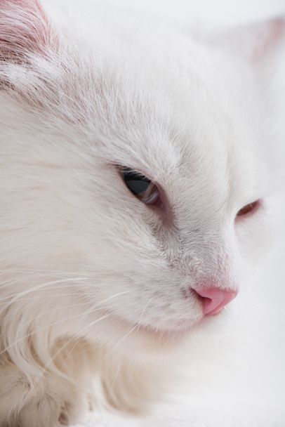 close up of domestic fluffy white cat  - Fotó, kép