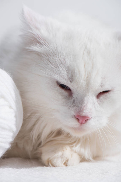 close up of white domestic cat near tangled ball of thread  - Фото, изображение