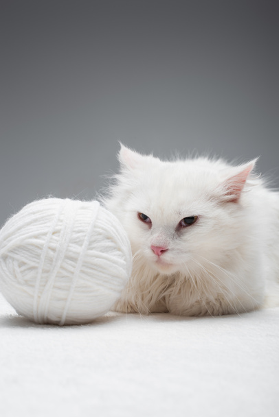 domestic cat near white tangled ball of thread isolated on grey  - Fotó, kép