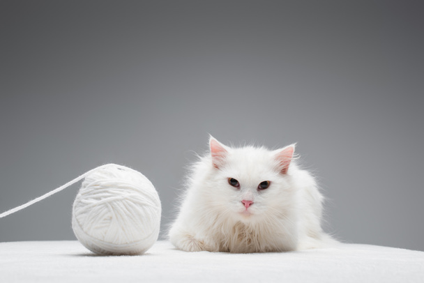 furry domestic cat near tangled ball of thread isolated on grey  - 写真・画像