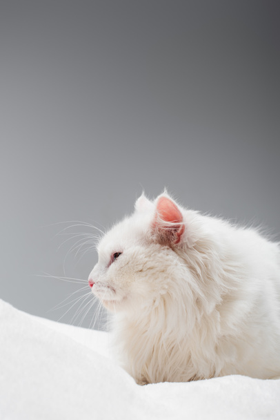 domestic and fluffy cat on soft blanket isolated on grey - Foto, immagini