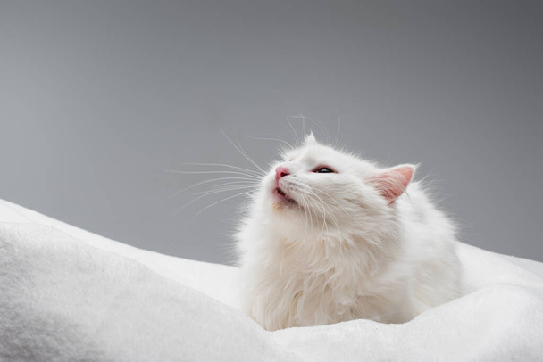 furry white cat on soft blanket isolated on grey - 写真・画像