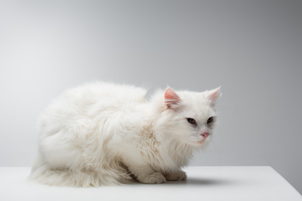 domestic fluffy cat on white desk isolated on grey - Foto, Imagen