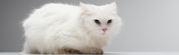 domestic fluffy cat lying on white desk isolated on grey, banner - Foto, afbeelding