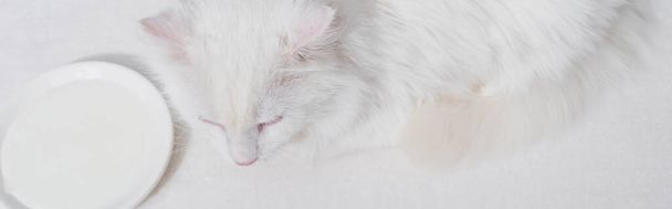 白い表面にミルクのあるプレートの近くに横たわる国内のふわふわの猫のトップビュー、バナー - 写真・画像