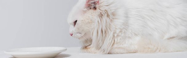 házi bolyhos macska feküdt tányér mellett tejjel fehér felületen, banner - Fotó, kép