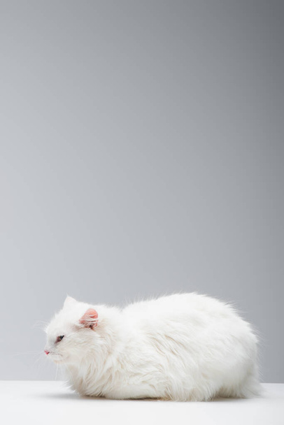 domestic fluffy cat lying near plate with milk on white surface isolated on grey - Foto, imagen