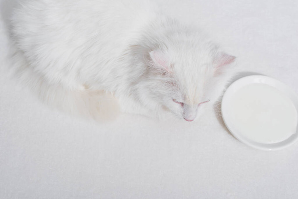 Draufsicht auf häusliche flauschige Katze, die neben Teller mit Milch auf weißer Oberfläche liegt - Foto, Bild