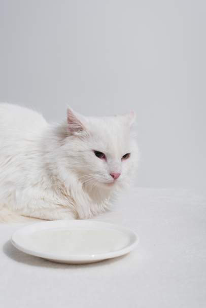 fluffy cat lying near plate with milk on white desk isolated on grey - Foto, imagen