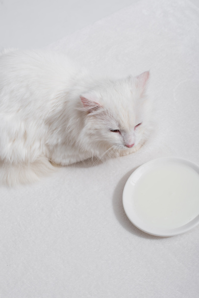 high angle view of domestic fluffy cat lying near plate with milk on white surface  - Photo, Image