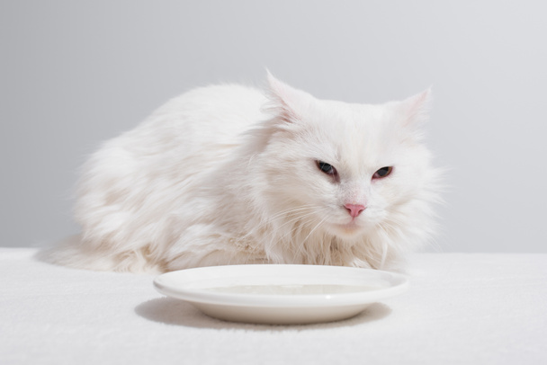 gato doméstico acostado cerca de plato con leche sobre mesa blanca aislado sobre gris - Foto, imagen