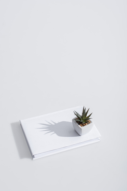 Hochwinkelaufnahme der grünen Pflanze auf Buch mit Hardcover auf Weiß - Foto, Bild
