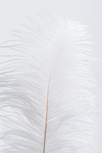 weightless and soft feather isolated on white  - Fotó, kép