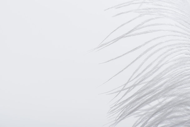 невесомые и мягкие перья изолированы на белом с копировальным пространством - Фото, изображение