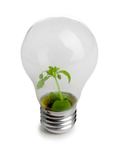 Light bulb with plant inside, isolated on white  - Foto, Imagem