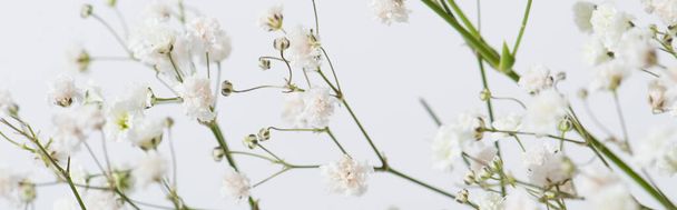 κλαδιά με ανθισμένα λουλούδια σε λευκό φόντο, banner - Φωτογραφία, εικόνα