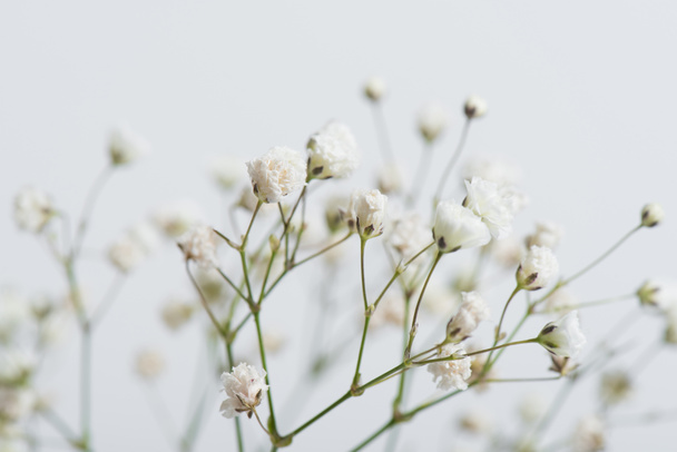 Beyaz arkaplanda çiçek açan dalları kapat - Fotoğraf, Görsel