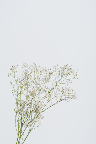 κλαδιά με ανθισμένα άνθη γυψόφυλλης απομονωμένα σε λευκό  - Φωτογραφία, εικόνα