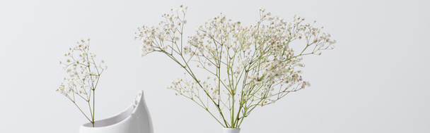 ramas con flores en flor en jarrón aislado en blanco, bandera - Foto, imagen