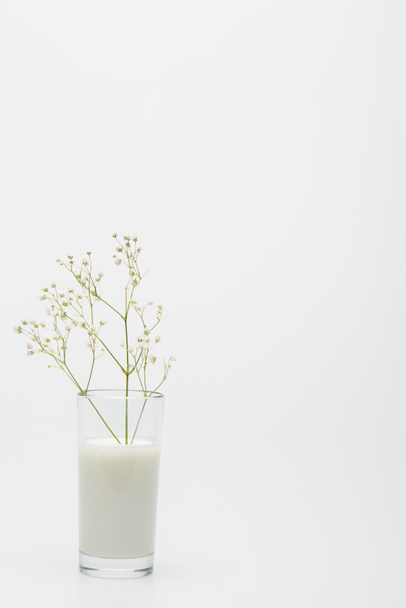 branch with blooming flowers in glass with milk isolated on white  - Photo, image