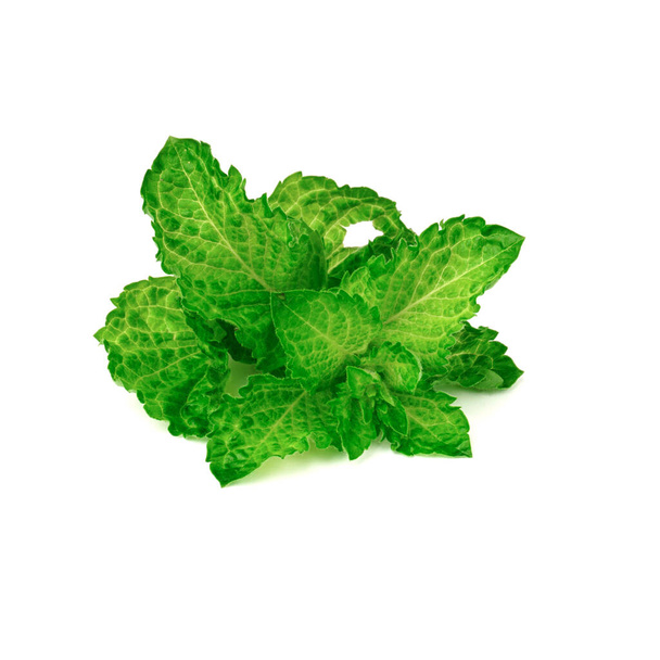 foglie di menta fresca isolate su sfondo bianco. menta - una pianta medicinale - Foto, immagini
