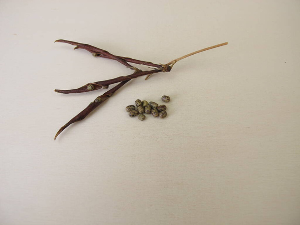 Seeds and pods from the spring pea, Lathyrus vernus - Foto, imagen