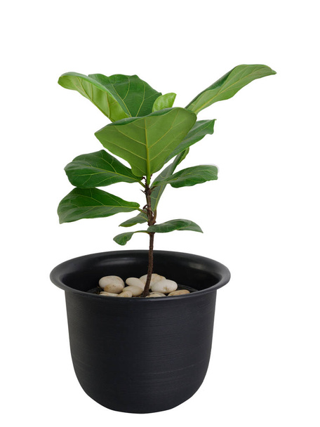 Fico violino (Ficus Lyrata) esotico albero foglie verdi in vaso di fiori neri dal design moderno isolato su sfondo bianco - Foto, immagini