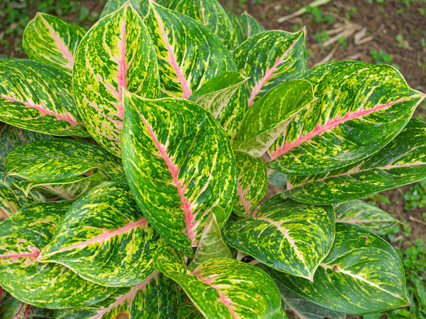 Top view of aglaonema one of the most colorful houseplants. Aglaonema is a highly decorative plants with a variety of colors ranging from green, to red and white - Photo, Image