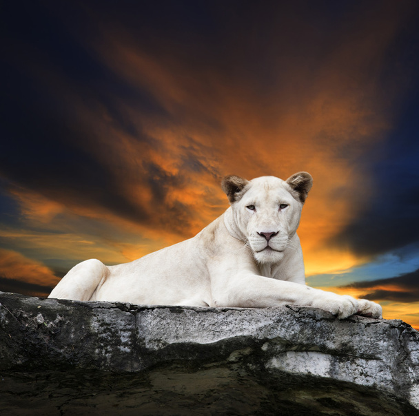 素晴れらしいものを岩の崖の上に横たわる白い雌ライオンの顔を閉じる - 写真・画像
